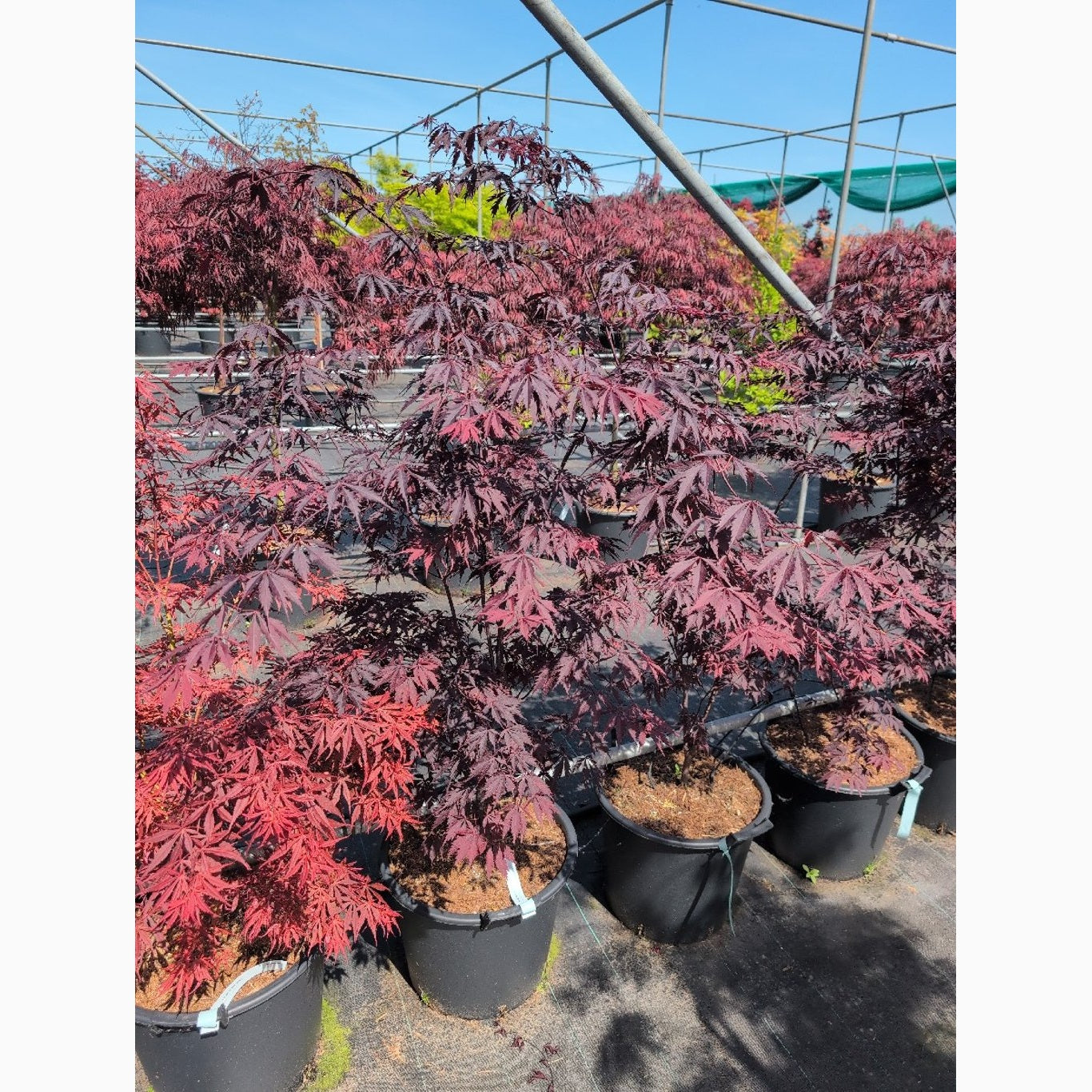 Japansk lönn – Acer pal. 'Burgundy Lace' - C30 80-100 CM